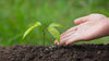Capacitive Soil Moisture Sensors in Precision Agriculture Real-Time Data for Smarter Irrigation