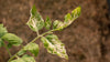 Fighting Plant Disease with Accurate Moisture Control