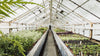 Greenhouse Microclimate Monitoring and Its Impact on Yield and Energy Efficiency