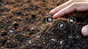 Soil pH Monitoring - The Key to Balanced Plant Nutrition