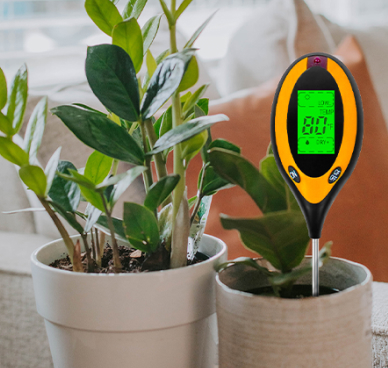 Indoor Potted Plants & Succulent